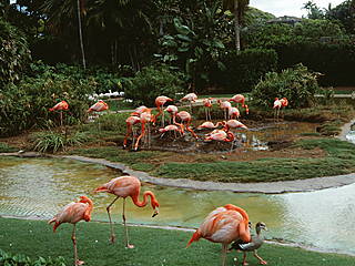 Flamingos im Honolulu Zoo &copy; rjones0856
